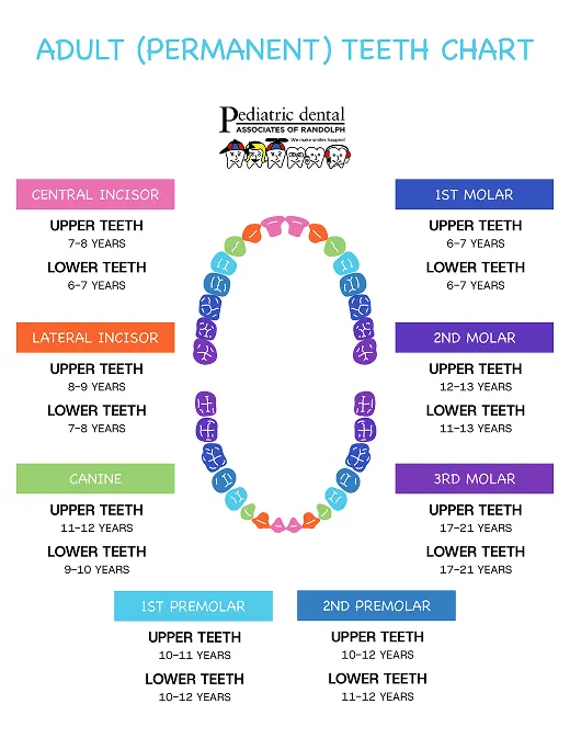 chart of adult teeth